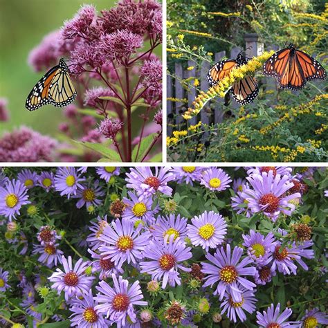 Shop Perennials To Attract Pollinators American Meadows