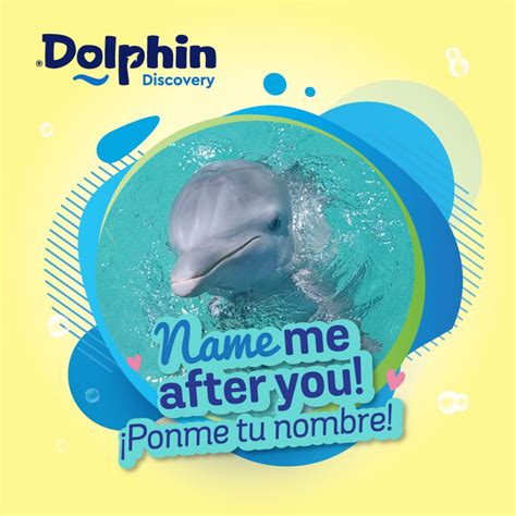 Contest: Name Our Baby Dolphin! | Dolphin Discovery | Blogs