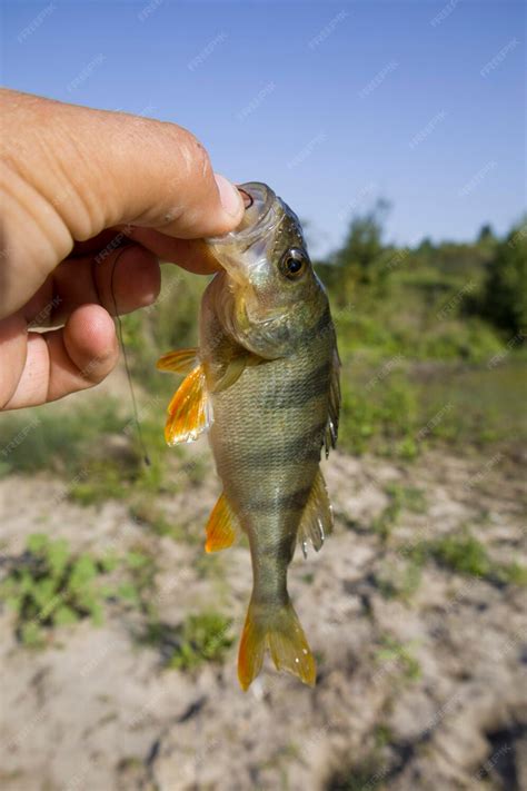 Premium Photo A Perch Fish With A Silicone Bait In Its Mouth