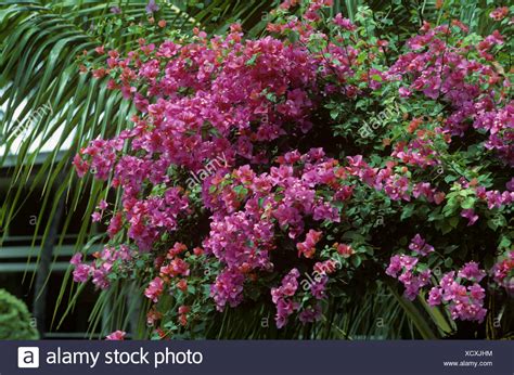 Bougainvillea Stock Photos Bougainvillea Stock Images Alamy