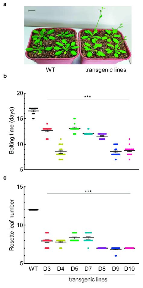 Bolting Time And Number Of Rosette Leaves Of Wild Type And LaDAL1