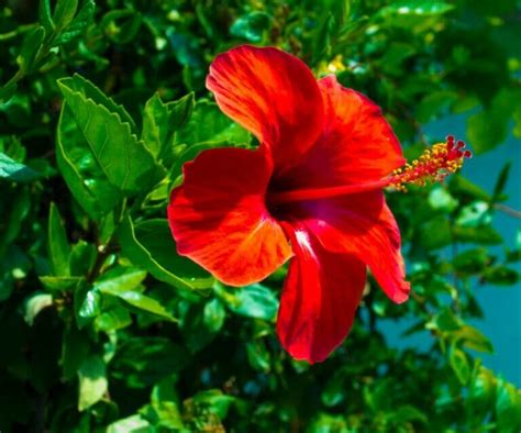 32 Remarkable Hibiscus Uses and Benefits - Petal Republic