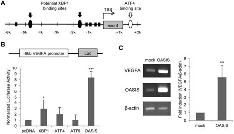 A Schematic Diagram Of The Human Vegfa Promoter Region The First