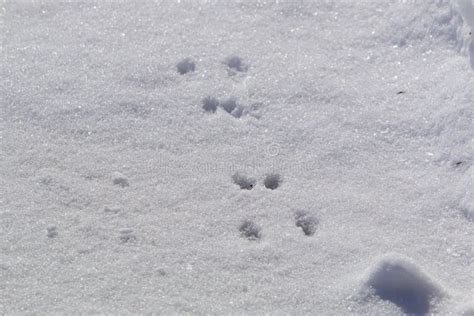 Squirrel tracks stock image. Image of cold, snow, frost - 87345477