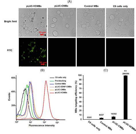 Figure From Angiogenesistargeting Microbubbles Combined With