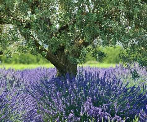 Landscaping with lavender: 15 ways to use this classic shrub | Homes ...