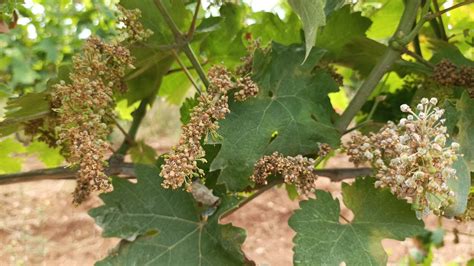 Peronospora Killer Vigneti In Malora Nel Tarantino