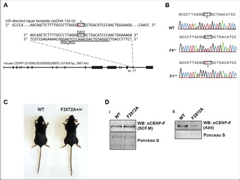 Ntroduction Of The F2872A CENP F Mutation In Mice A Targeting