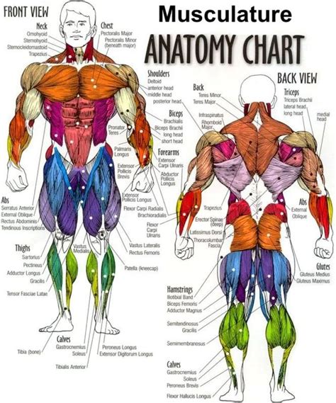 Body Muscle Anatomy Chart Human Anatomy Body Poster - Etsy