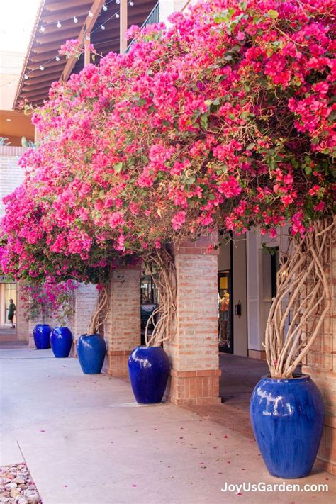 Planting Bougainvillea In Pots Key Things To Know 2024 Guide In 2024