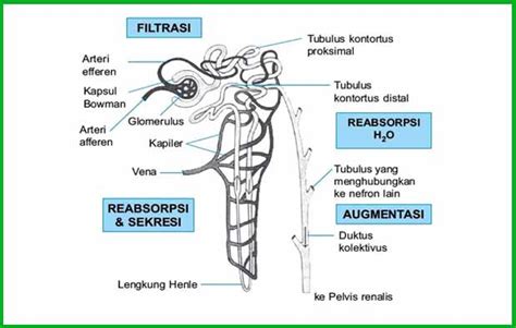 Proses Pembentukan Urine Pada Manusia Dosenbiologi