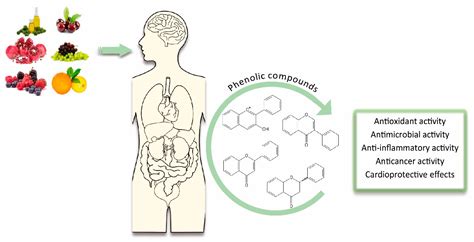 Antioxidants Free Full Text Plant Phenolics Bioavailability As A