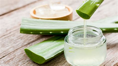 Aloe Vera Planta Medicinal Refrescante Y Cicatrizante Mejor Con Salud