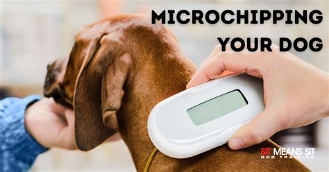 Why You Should Microchip Your Dog Sit Means Sit Dog Training Nashville