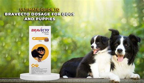 Ultimate Guide To Bravecto Dosage For Dogs And Puppies Budgetpetworld