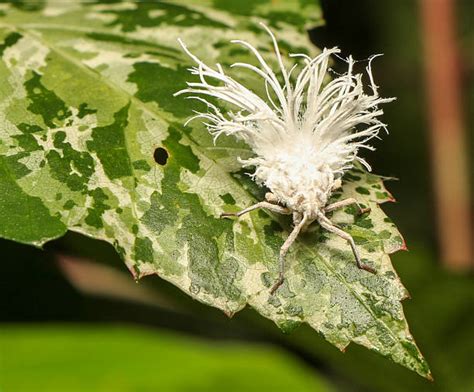 50+ Psyllids Stock Photos, Pictures & Royalty-Free Images - iStock