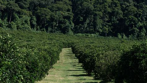 Regenerative Agriculture Transforming Land And Lives Louis Dreyfus