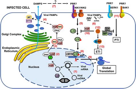 Virus Perception At The Cell Surface Revisiting The Roles Of Receptor