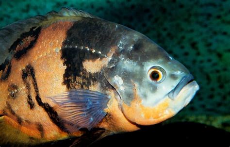 Oscar Fish And Hole In The Head Hith Symptoms And Treatment Fish