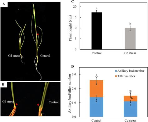 Effect Of Cd Stress On Axillary Bud Initiation And Outgrowth A