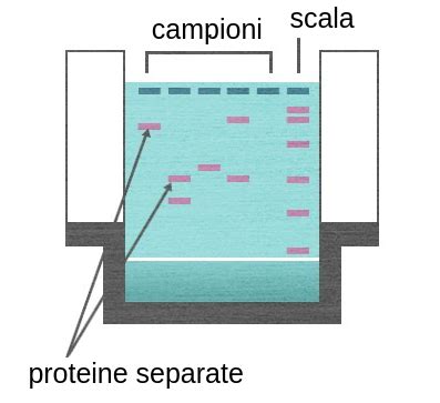 L Elettroforesi Su Gel Delle Proteine Labster