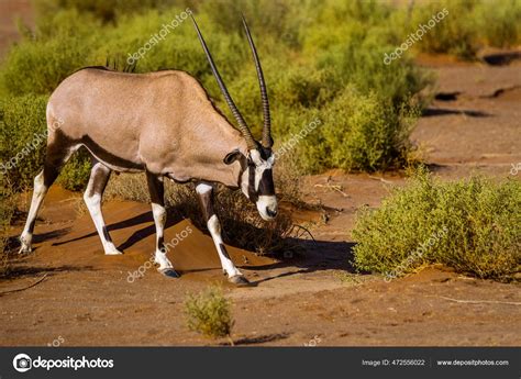 Gemsbok South African Oryx Oryx Gazella Walking Sossusvlei Dunes