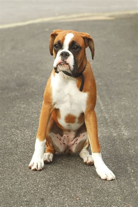 Boxer dog stock photo. Image of aggressive, training - 10047562