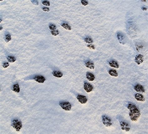 Animal Footprints in the Snow As a Background Stock Photo - Image of winter, white: 139796948