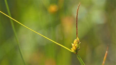 Few Seeded Sedge Carex Oligosperma Awenda Pp 070922 P709 Flickr