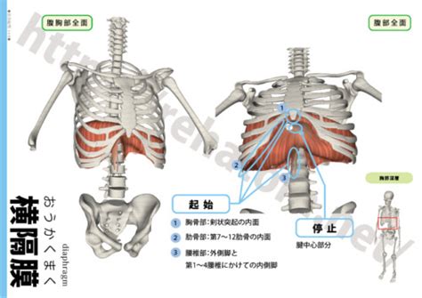 横隔膜（diaphragm）