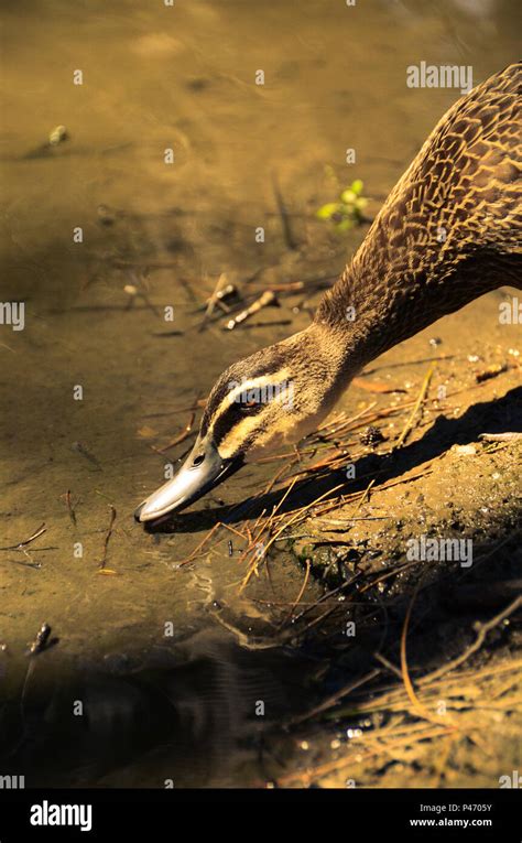 Pacific Black Duck Stock Photo - Alamy