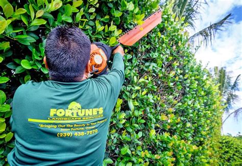 Tree Trimming Fortune S Lawn Land Tree Service Marco Island