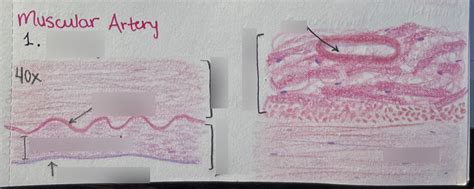 Histology Muscular Artery Diagram | Quizlet