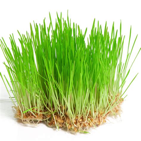 Wheatgrass Microgreen Seeds Shop Now At Allthatgrows