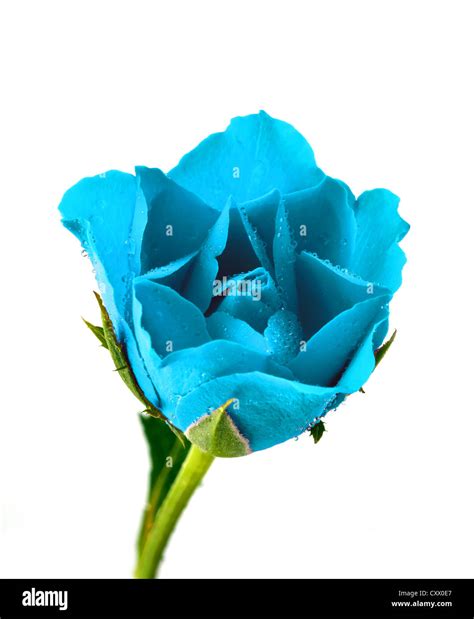 The Blue Rose Hi Res Stock Photography And Images Alamy