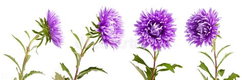 Quattro Fiori, Quattro Angoli Fotografia Stock - Immagine di pianta ...