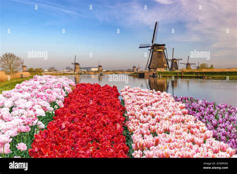 Netherlands Windmill Tulip Hi Res Stock Photography And Images Alamy