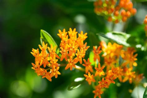 Orange Butterfly Bush in the Garden at Dawn Stock Image - Image of ...