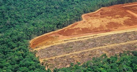 Lamazonie Poumon Vert De La Planète Culture Green Par Veolia