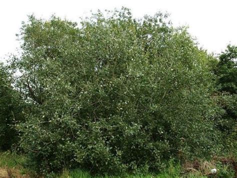 Salix Caprea 25 St 60 90 BW BOSWILG WATERWILG Welkom Bij Palmhunters