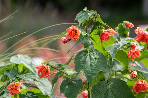 How To Grow And Care For Abutilon