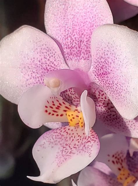 Dana McDevitt On Twitter RT GardenOpus Miniature Phalaenopsis Moth