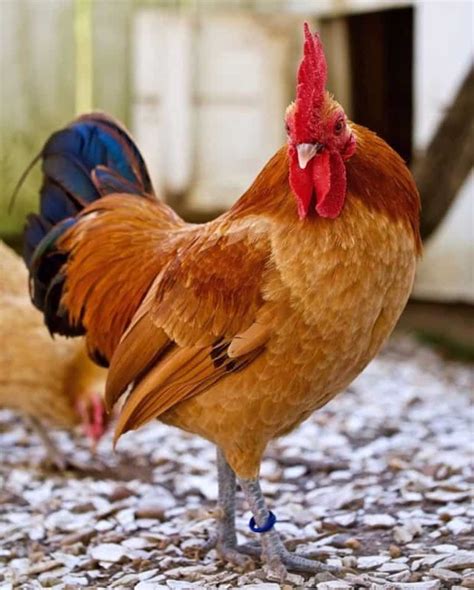 Top 11 Red Chicken Breeds With Pictures