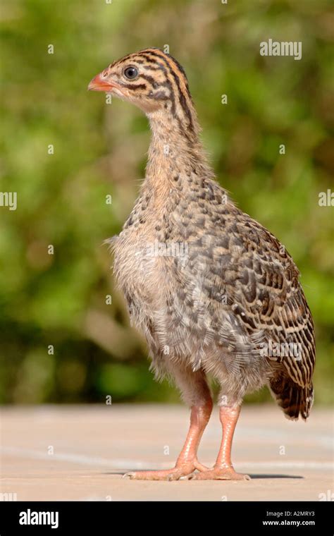 Guinea Fowl Chicks