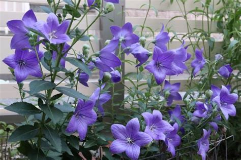 地植えの桔梗 | 花とカメラはじめました
