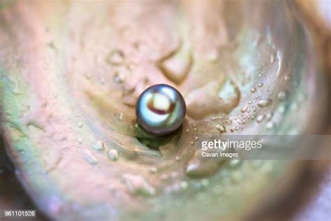 Pearl Oyster Fotografías E Imágenes De Stock Getty Images