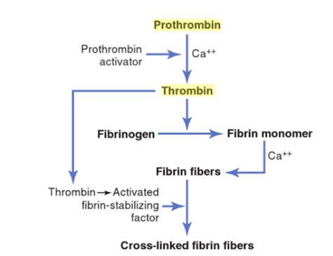 Physiology Ch Hemostasis And Blood Coagulation Flashcards Quizlet