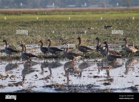 Majuli birds hi-res stock photography and images - Alamy