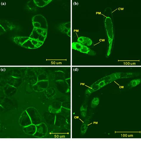 Fluorescence Micrographs Of By Cells Expressing Rhgh Egfp And