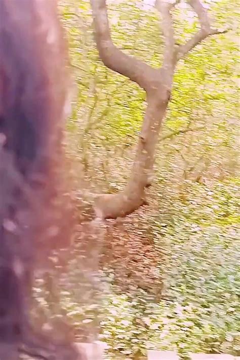 Silk Aunty Outdoor Sex Telugu Dirty Talks Indian Porn By Faphouse Xhamster